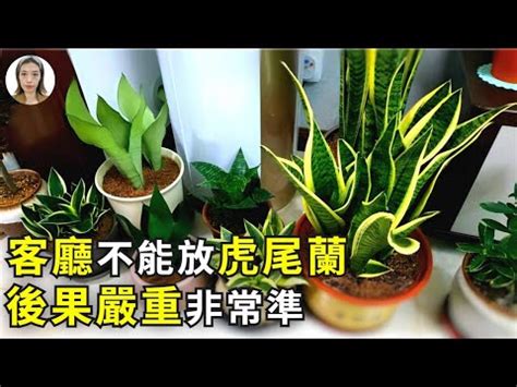 水耕虎尾蘭風水|客廳擺放水耕虎尾蘭的禁忌